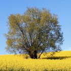 Arbre et Colza