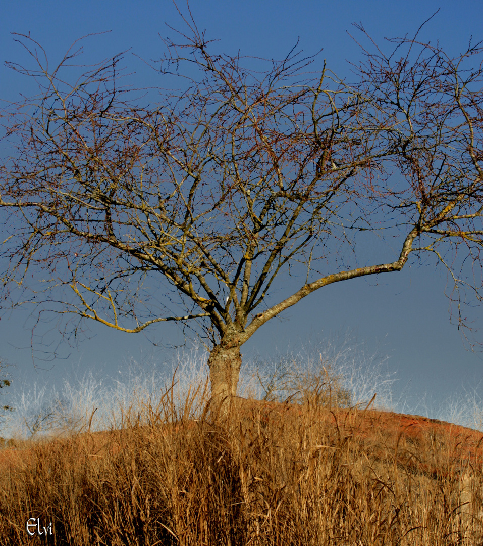 arbre et herbes rousses