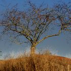 arbre et herbes rousses