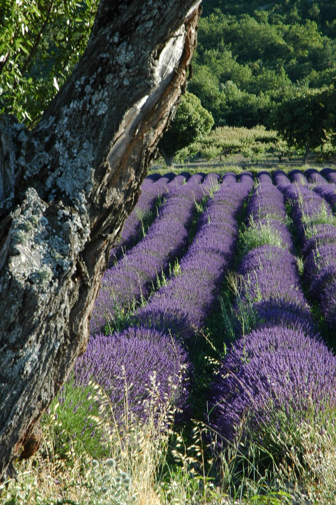 arbre et lavandes