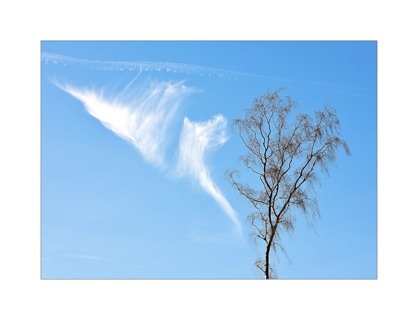 Arbre et nuage