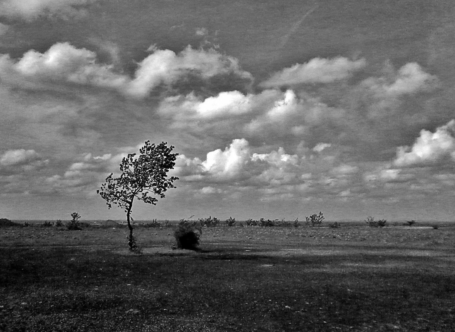 Arbre et nuages