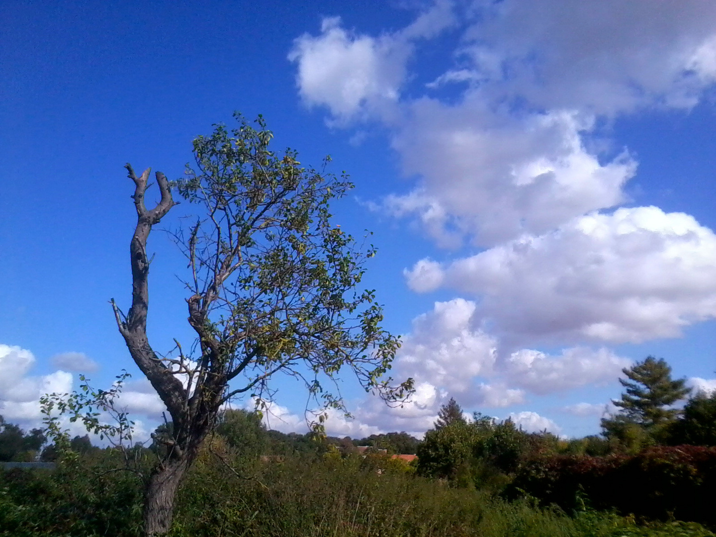 Arbre et nuages