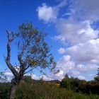 Arbre et nuages