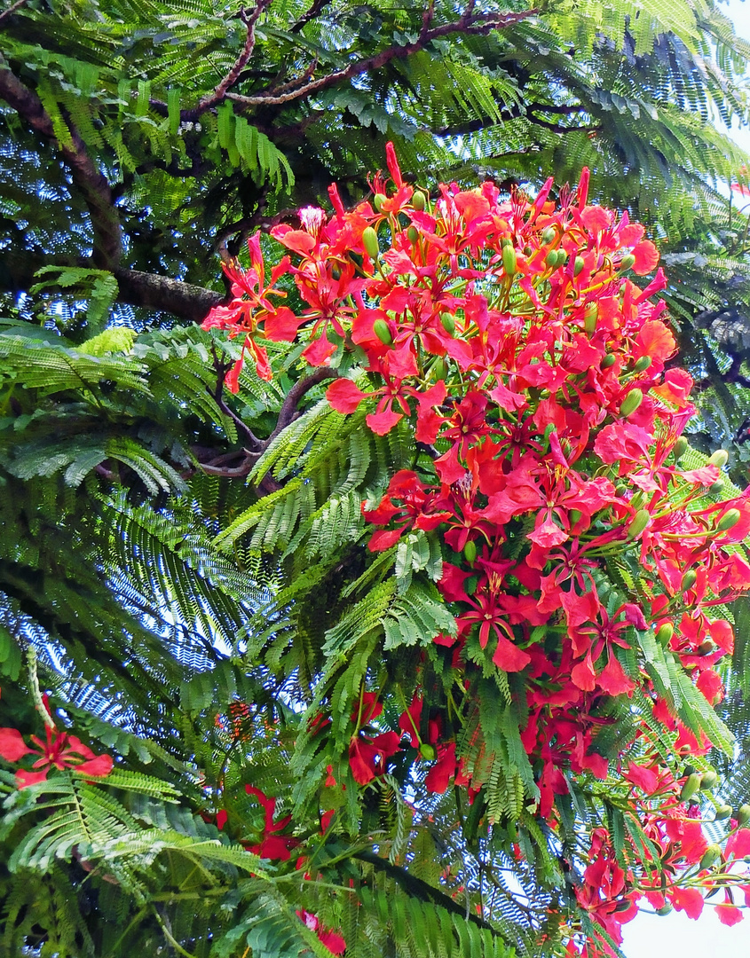 arbre exotique (flamboyant)