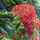 arbre exotique (flamboyant)