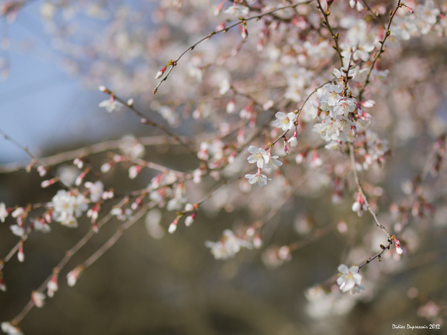 Arbre fleuri