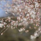 Arbre fleuri