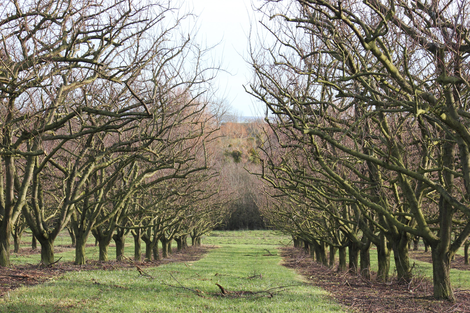 arbre fruitier