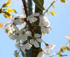 Arbre fruitier en fleurs