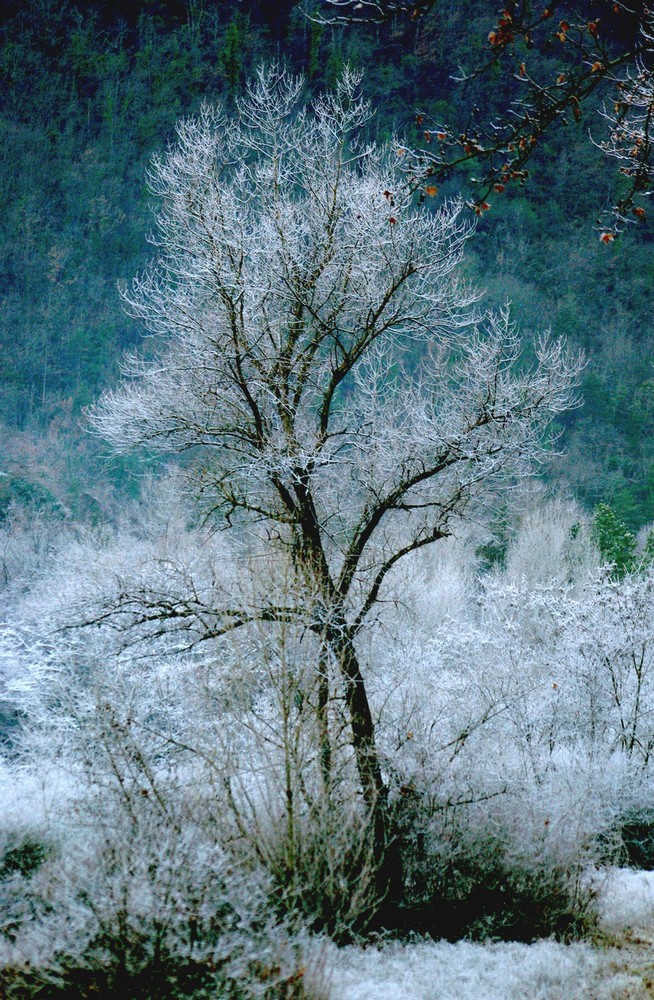 arbre gele