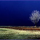 ARBRE GIVRE