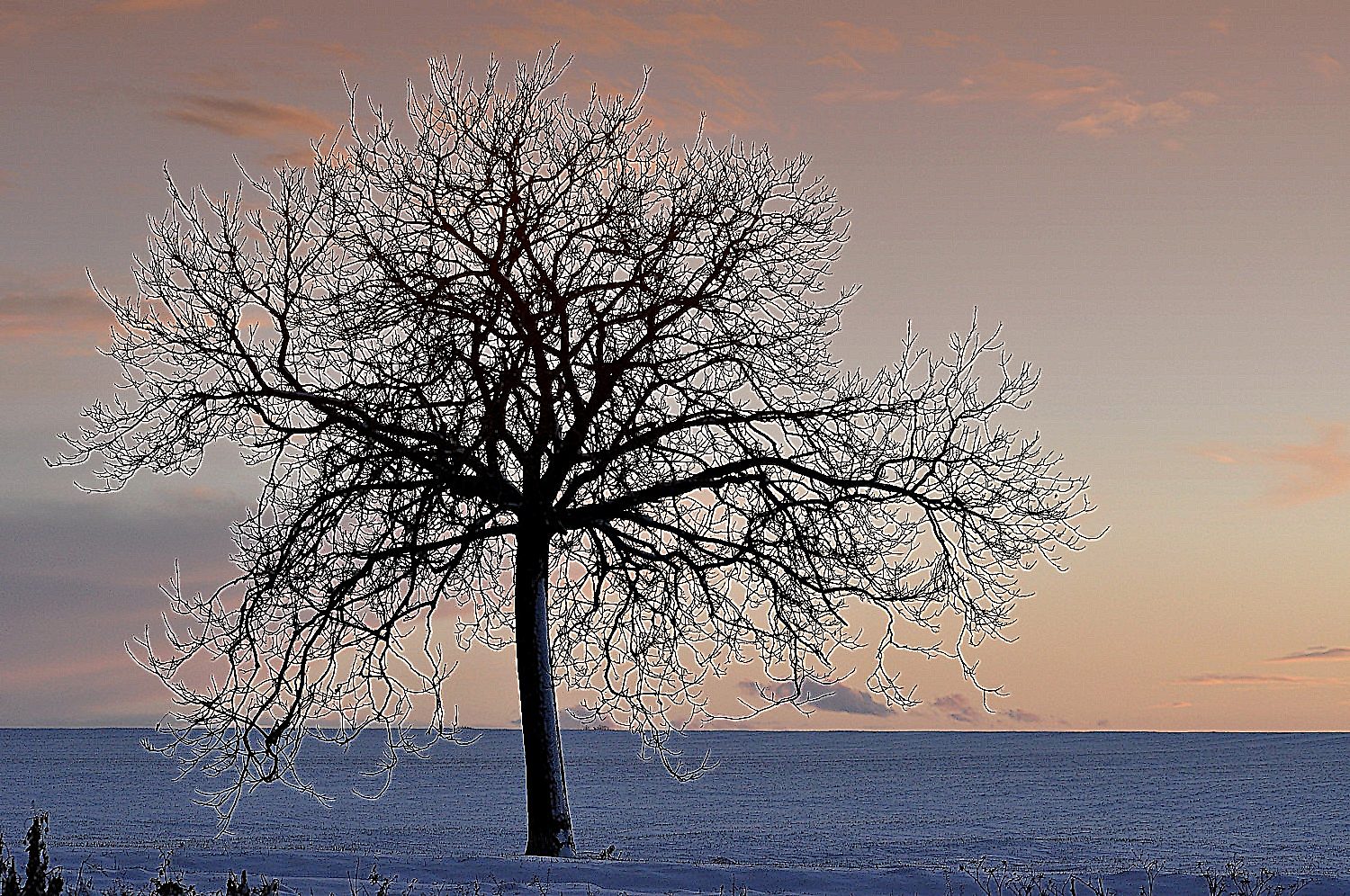 arbre givré