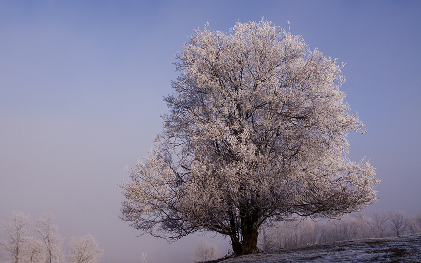 Arbre givré