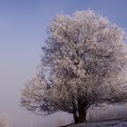 Arbre givré