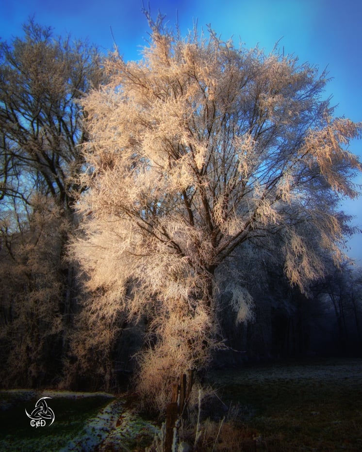 arbre givré