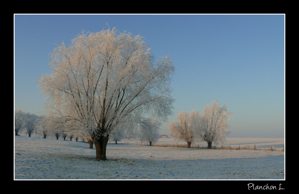 Arbre givré