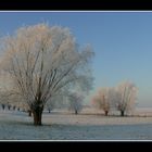 Arbre givré