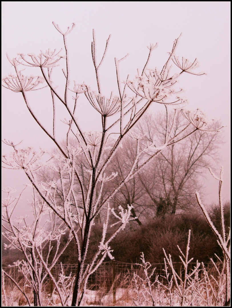 arbre givré