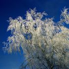 arbre givré un premier janvier