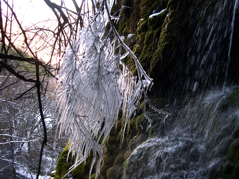 Arbre glaçon