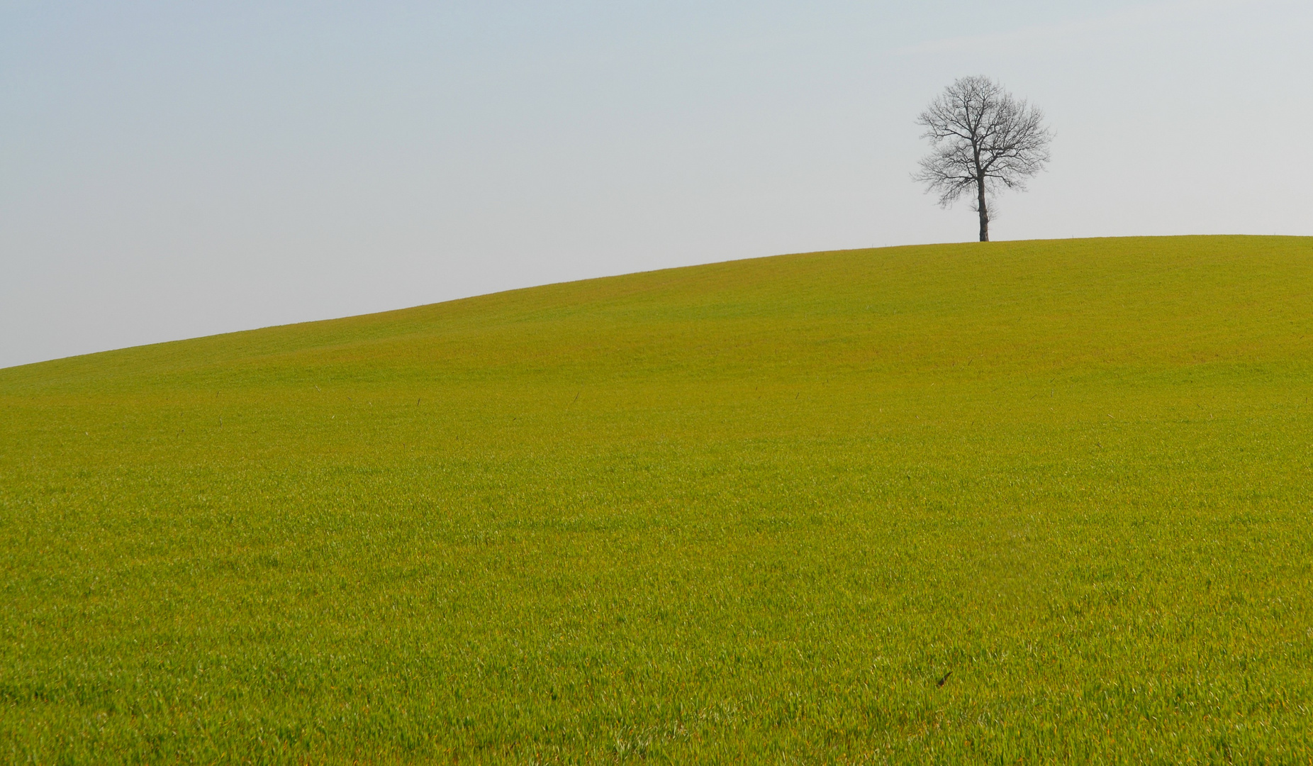 Arbre isolé