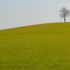 Arbre isolé