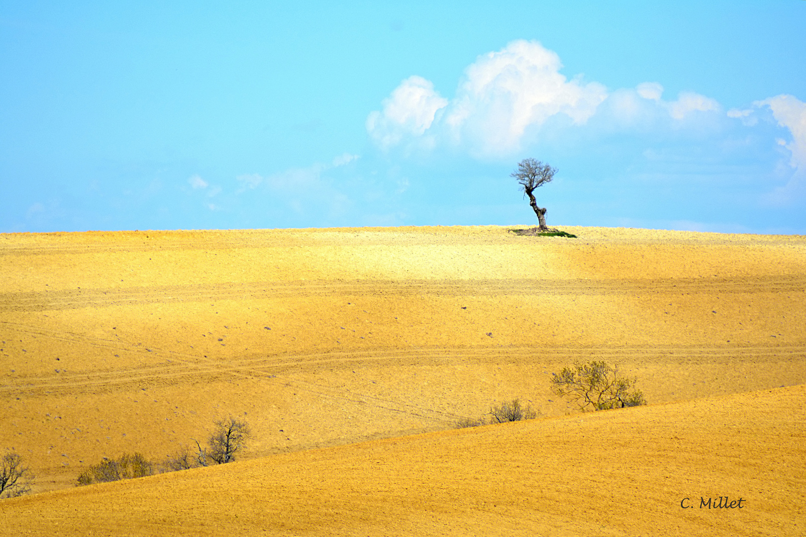 Arbre isolé 