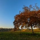 arbre magique