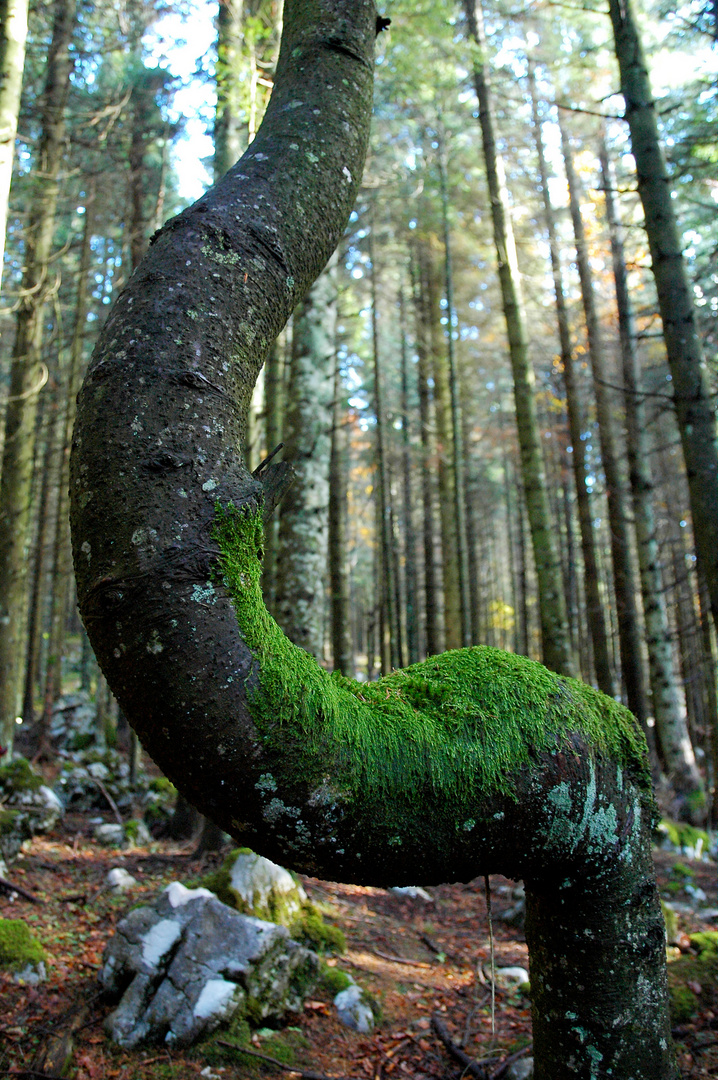 Arbre Magique