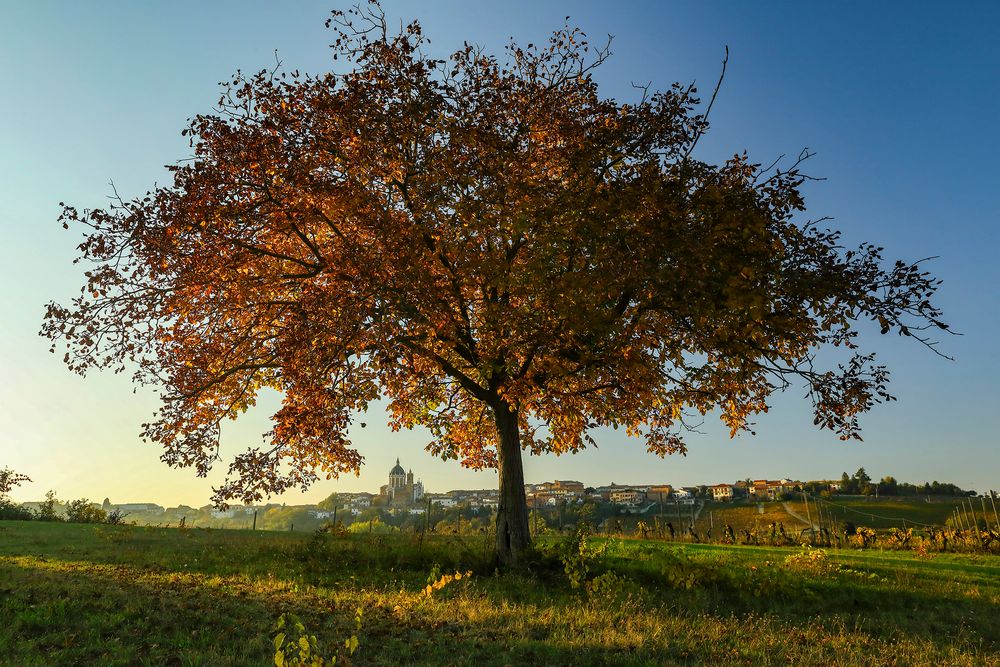 arbre magique 2 