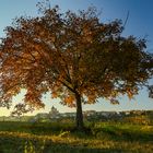 arbre magique 2 