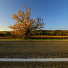 arbre magique 4 