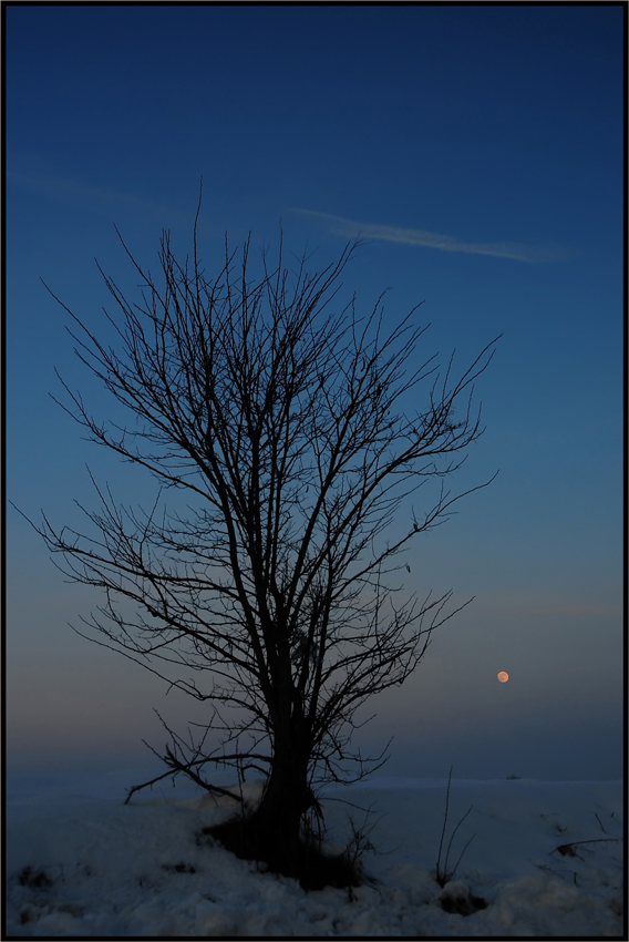 Arbre Magique