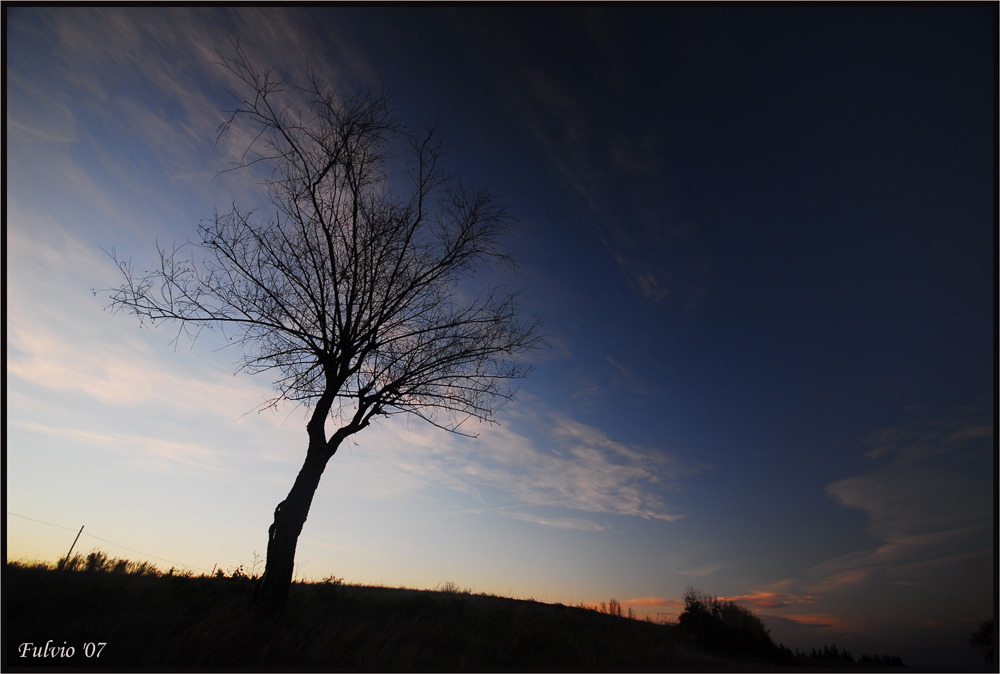 Arbre Magique