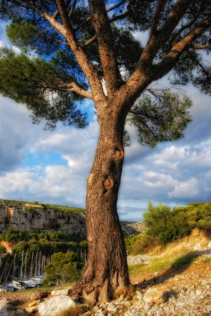 arbre magique