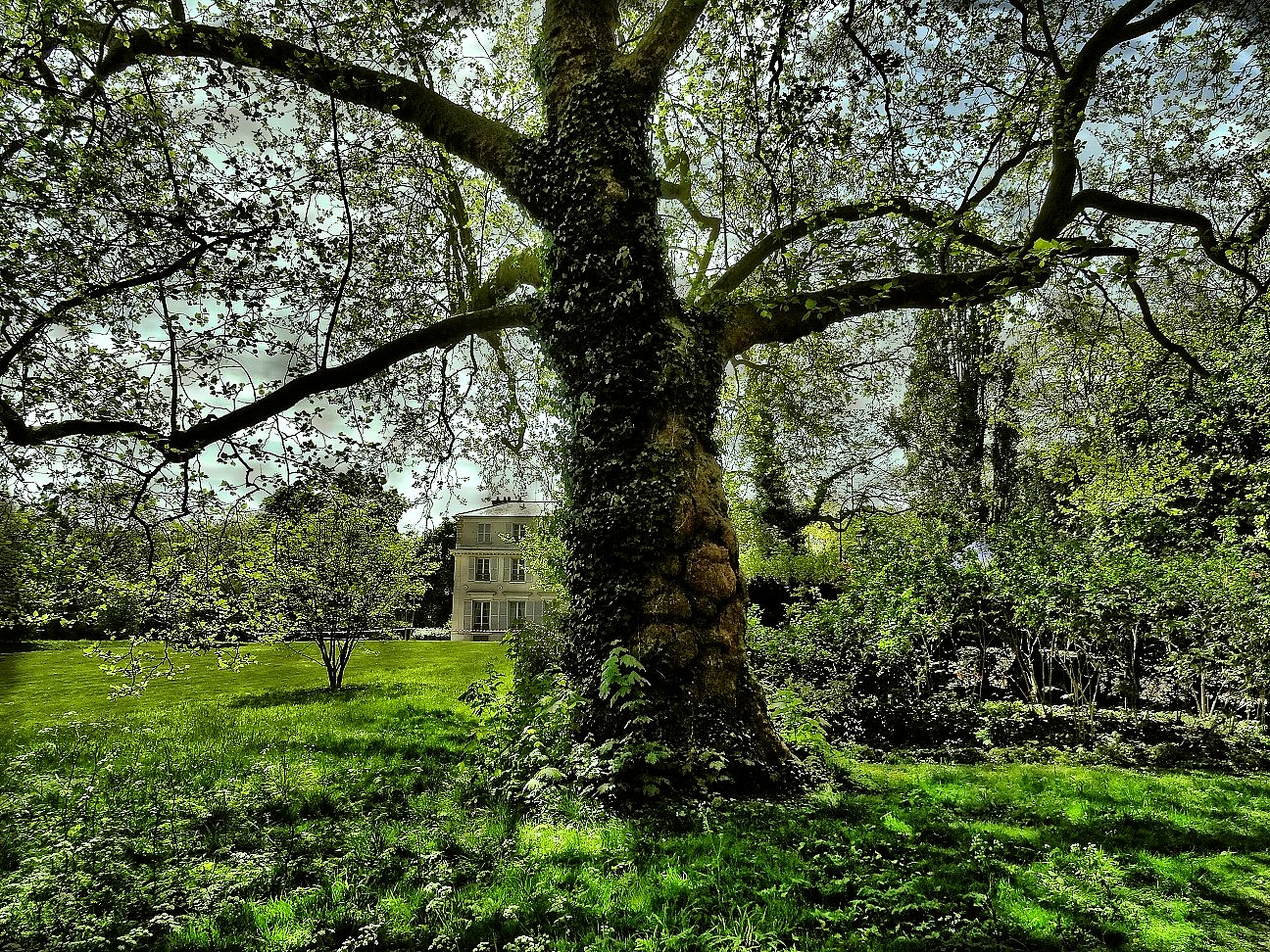 Arbre majestueux