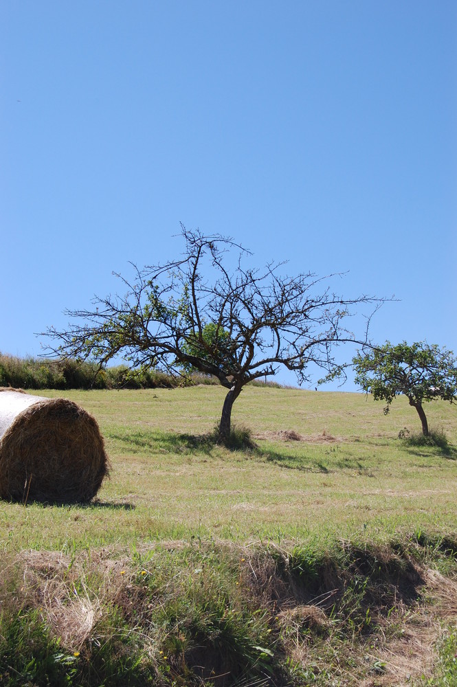 arbre mort