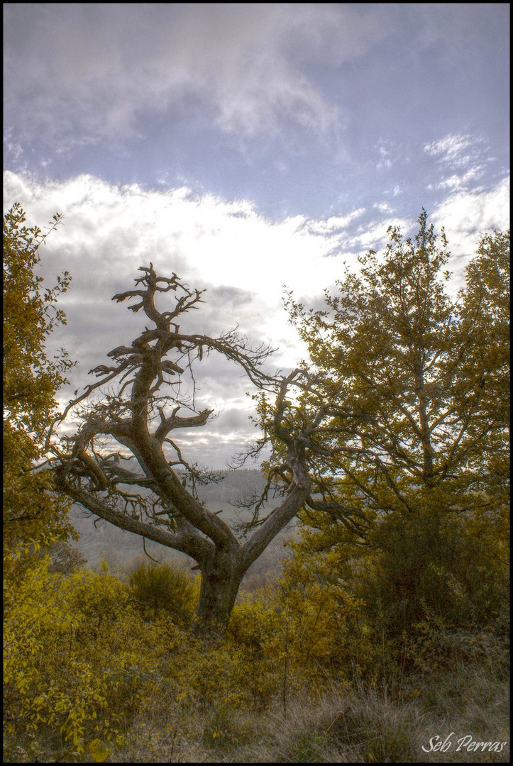 arbre mort