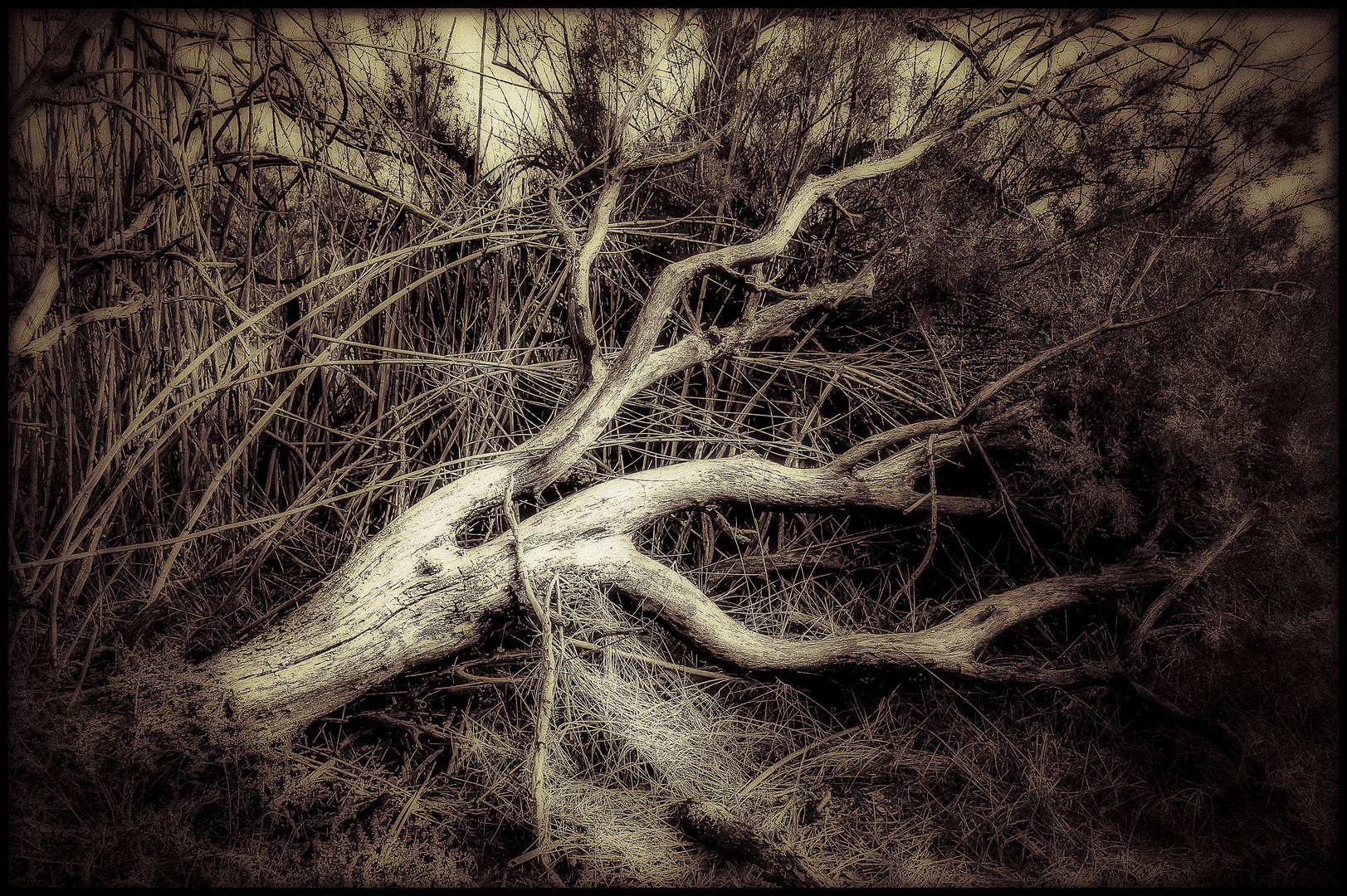 Arbre mort