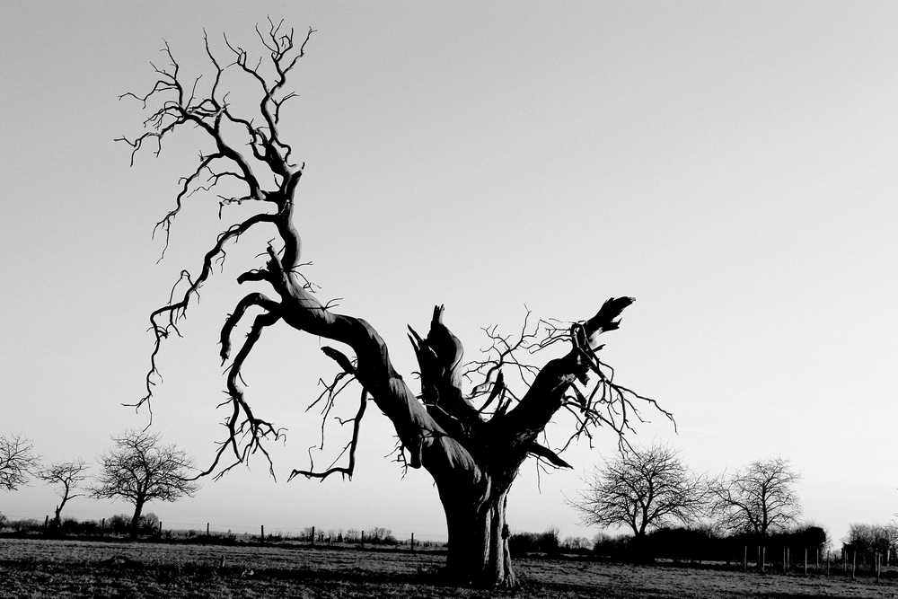 Arbre mort à Cloué dans la vienne