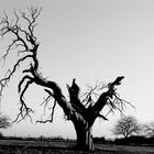 Arbre mort à Cloué dans la vienne