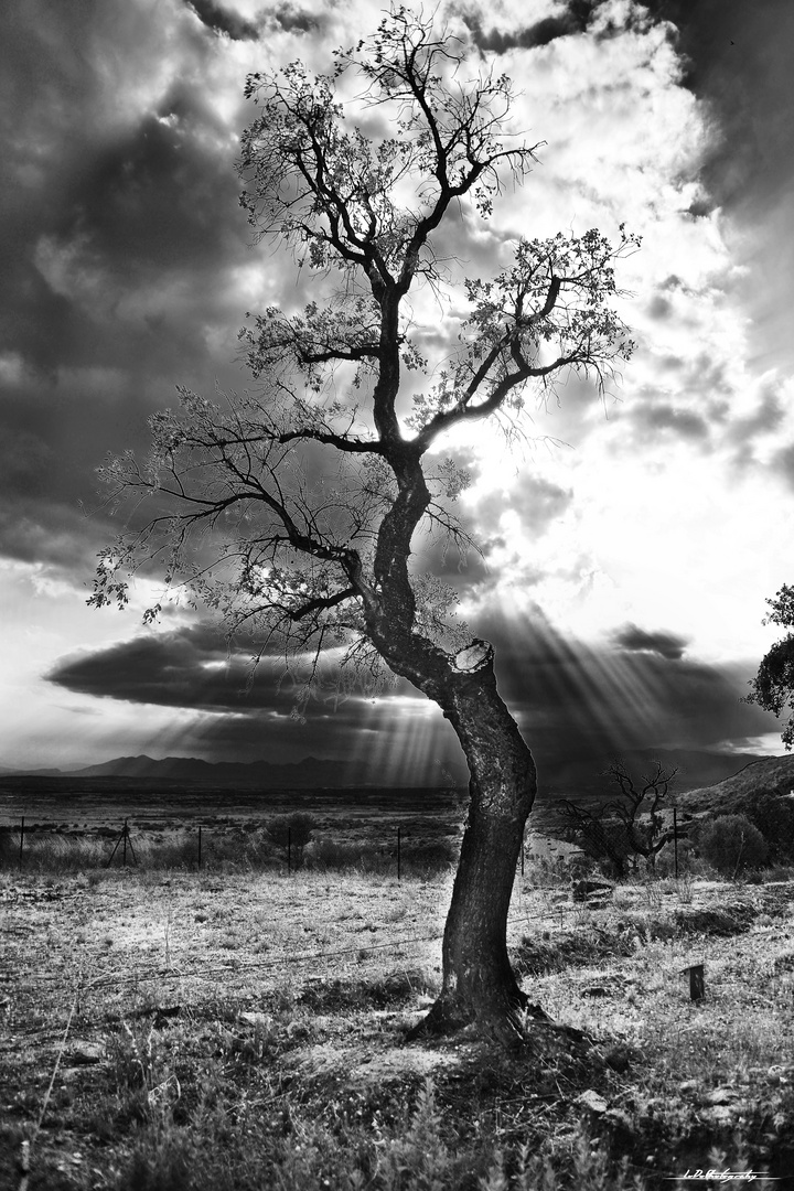 Arbre mort à mas isaac Spain