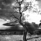 Arbre mort à mas isaac Spain