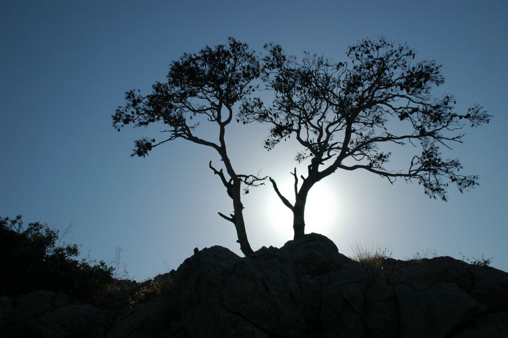 Arbre mort au Faron (Toulon,var,France)