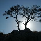 Arbre mort au Faron (Toulon,var,France)