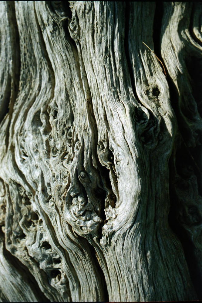 Arbre mort, détail