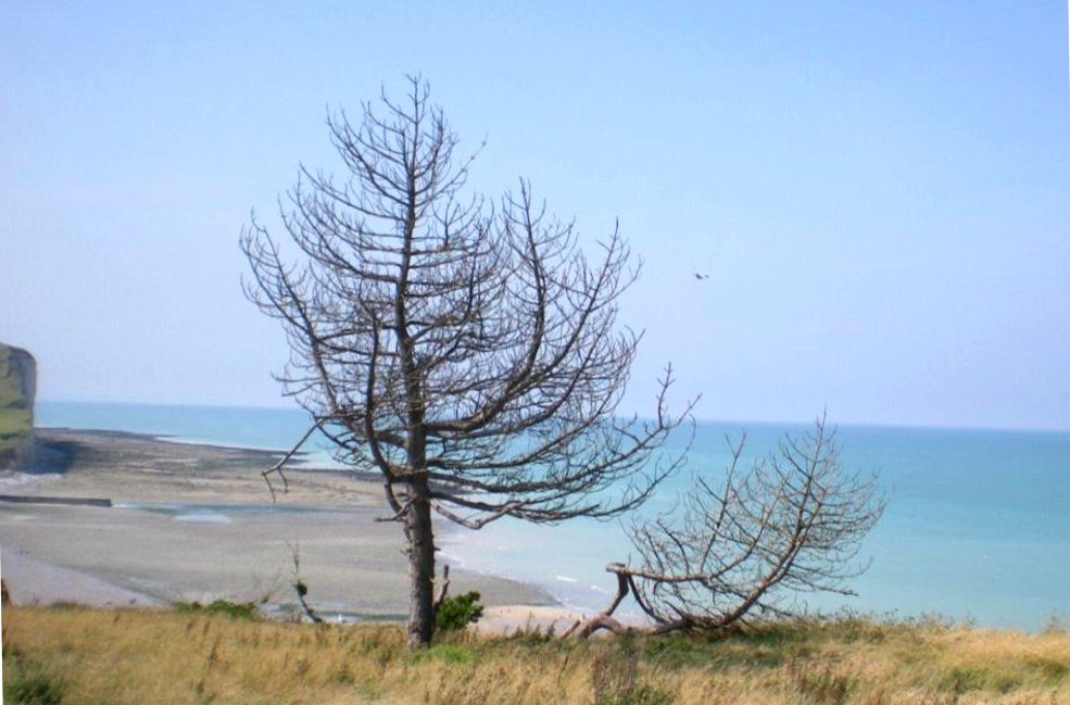 arbre mort en été