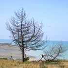 arbre mort en été