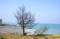 arbre mort en été